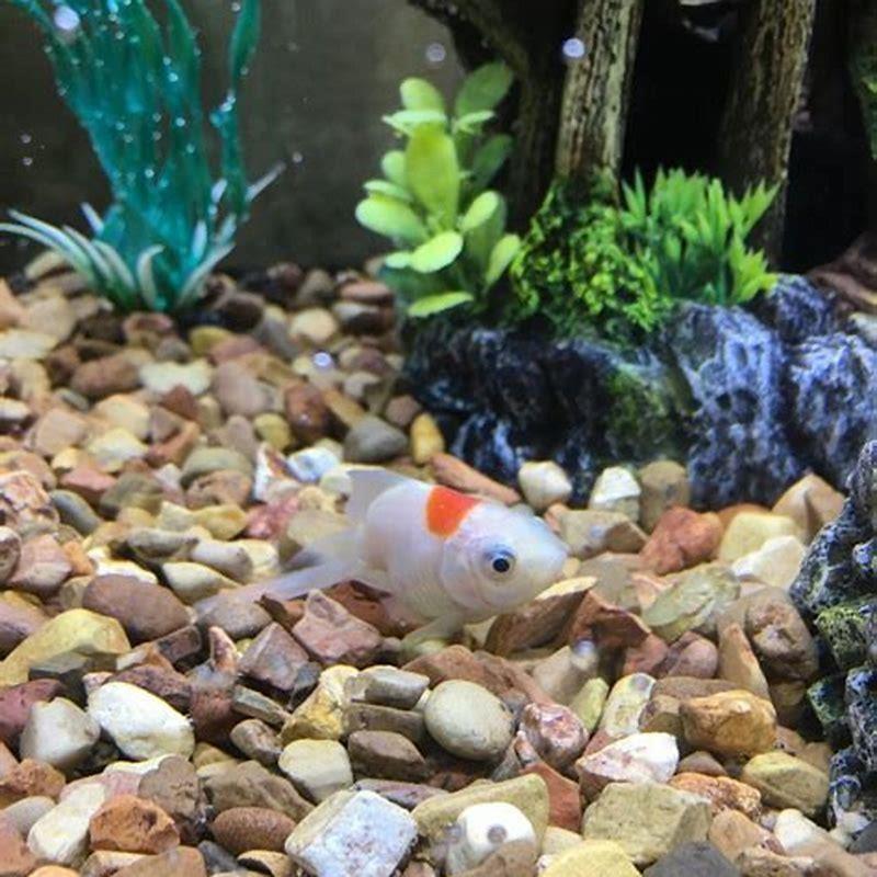 Can You Put Cold water Fish With Tropical Fish DIY Seattle