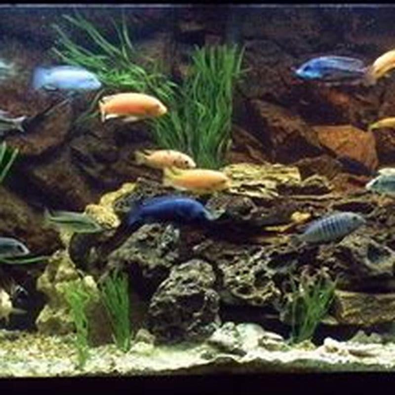 can-you-put-live-plants-in-with-cichlids-diy-seattle