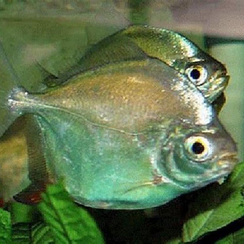 Can you put Silver Dollars with Tetras?