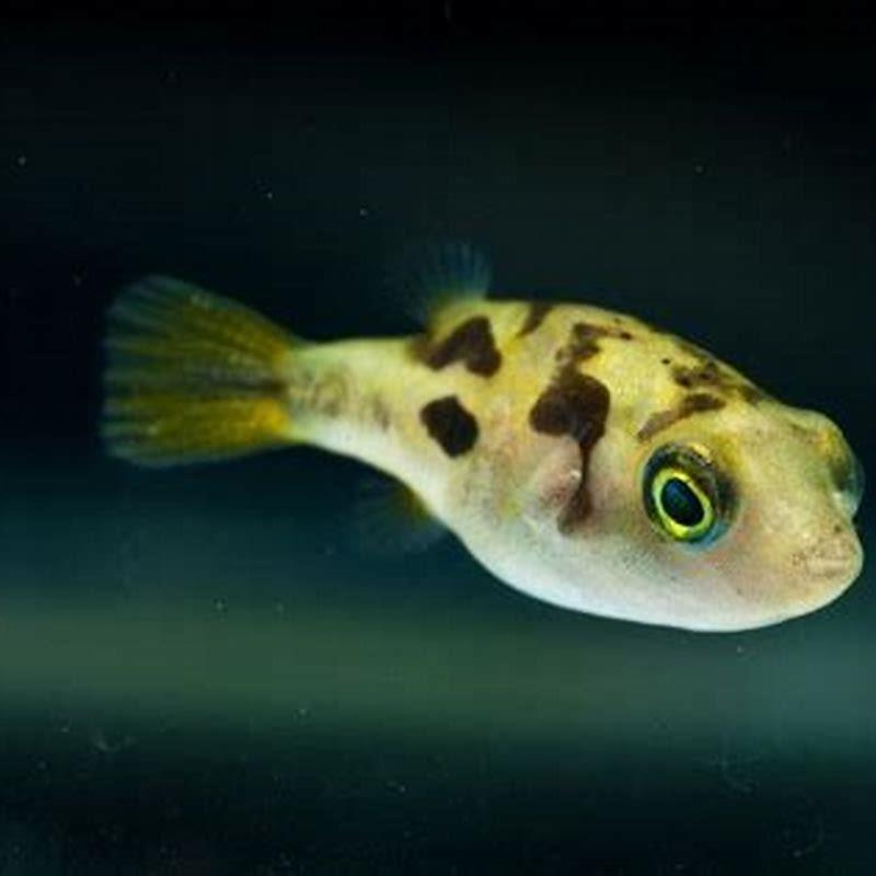 Can you touch pea puffer? - DIY Seattle