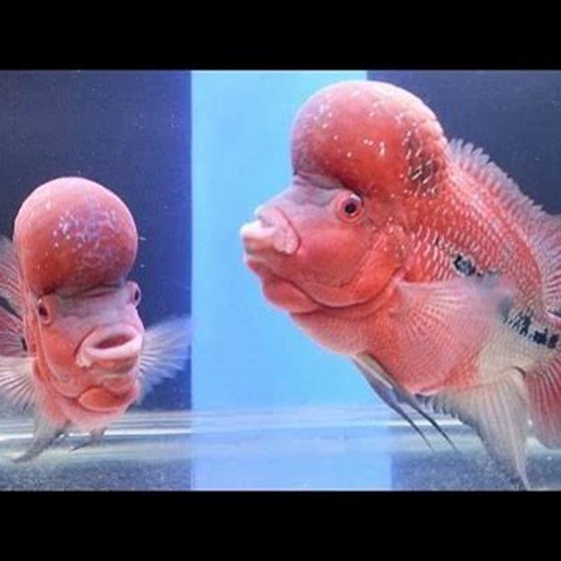 Can you touch your aquarium fish?