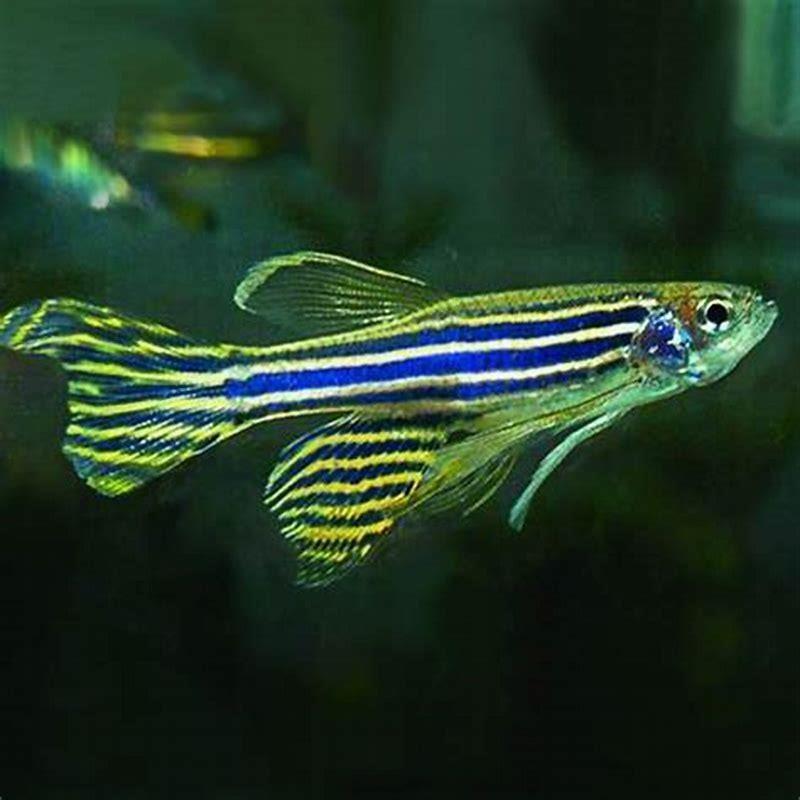 Can Zebra Danios Live With Guppy Diy Seattle