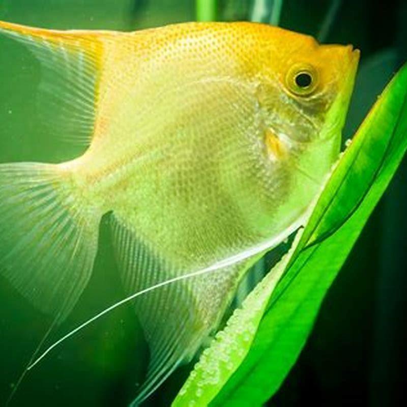 Do angelfish like bubbles?