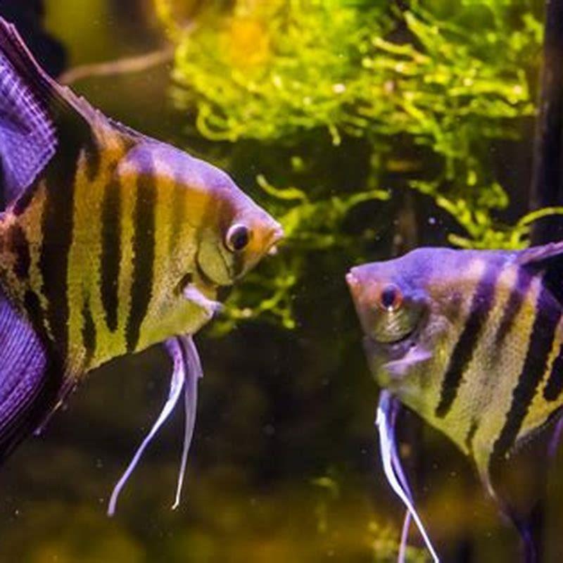 do-angelfish-need-saltwater-diy-seattle