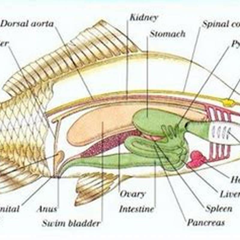 Do any fish have lungs? - DIY Seattle