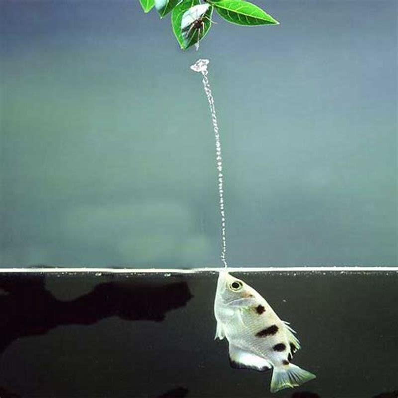 Do Archerfish eat small fish?