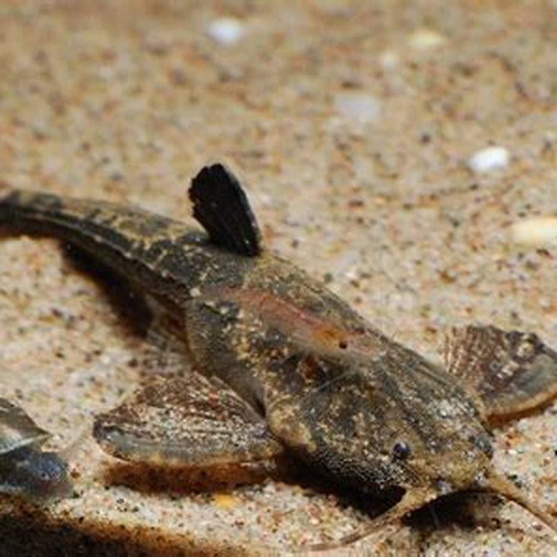 Do banjo catfish eat snails?