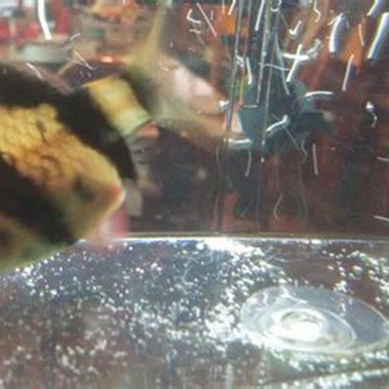 Do barbs lay eggs?