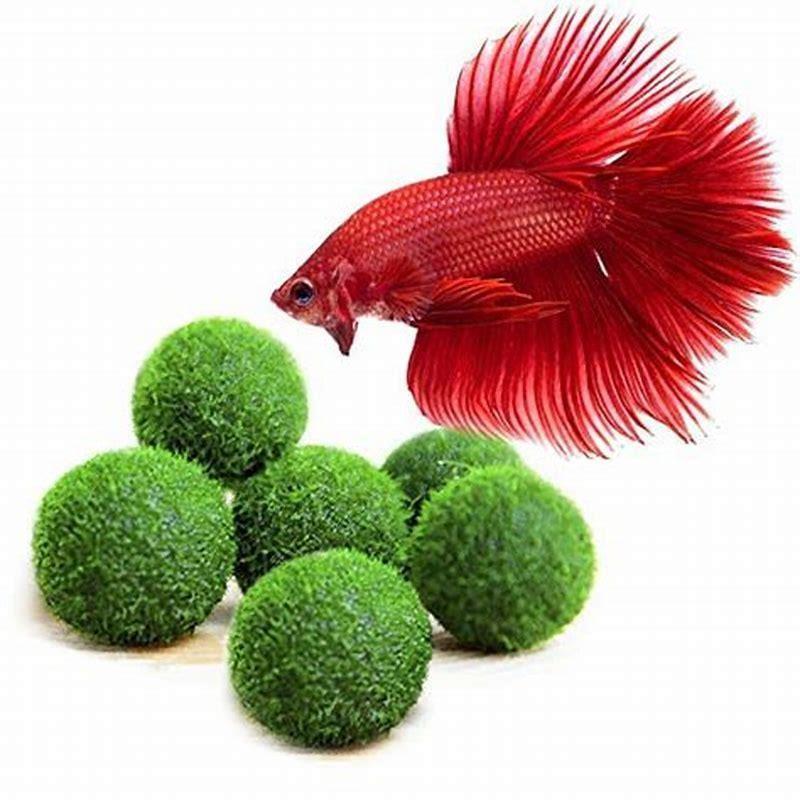 Do betta fish like to play with balls?