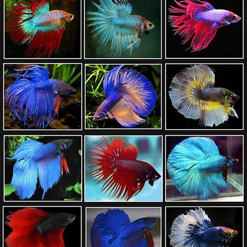 Do betta fish see colors? DIY Seattle