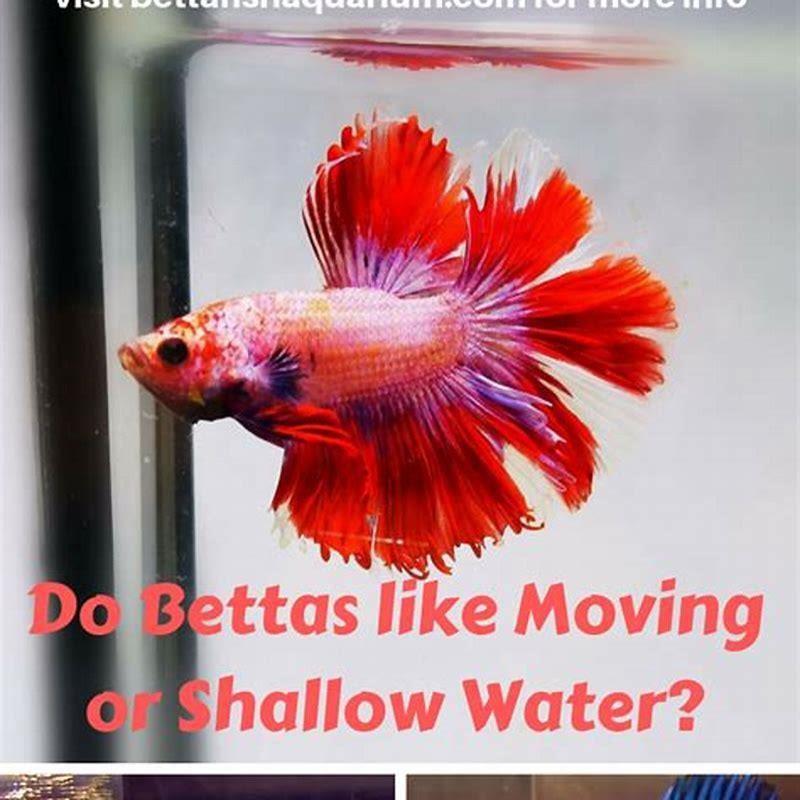 do-bettas-like-moving-water-diy-seattle