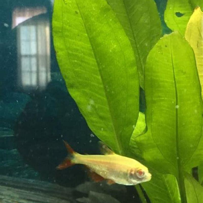 Do Buenos Aires Tetras chase each other?