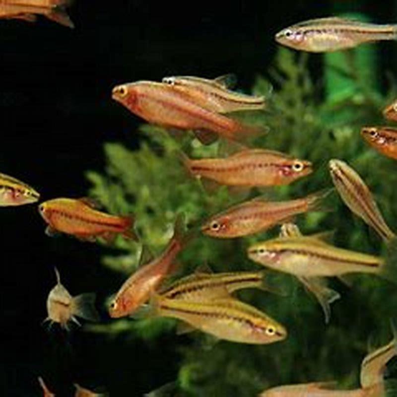 Do cherry barbs and guppies get along?