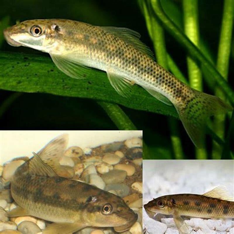 Do Chinese Algae Eaters need air pump?
