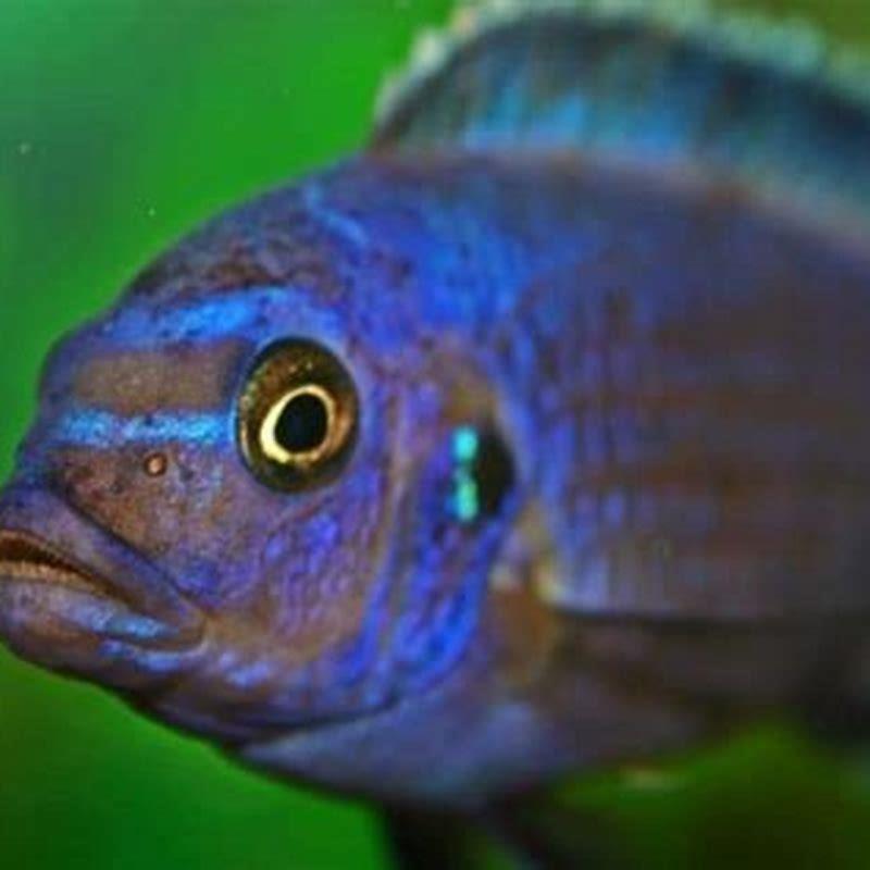 do-cichlids-recognize-you-diy-seattle