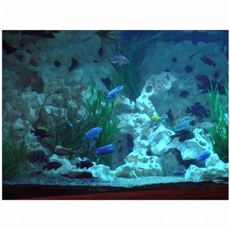 Do cichlids tear up plants?