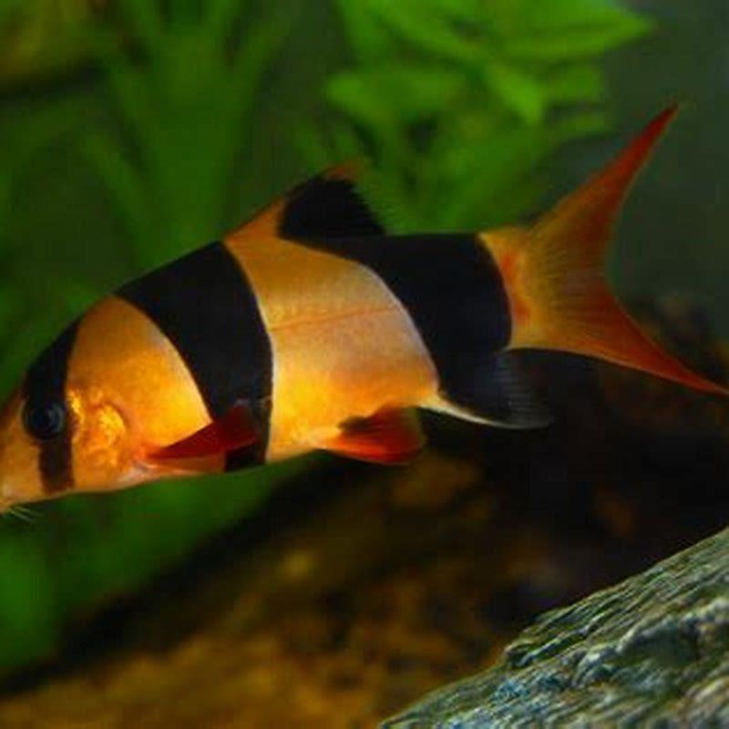 Do clown loaches need friends?