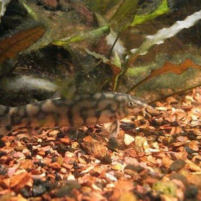 Do clown loaches need to be in groups?