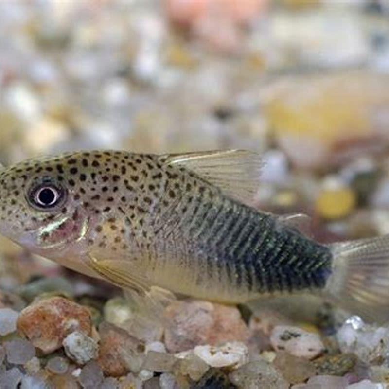 Do Corydoras Get Aggressive DIY Seattle do-corydoras-get-aggressive-diy-seattle