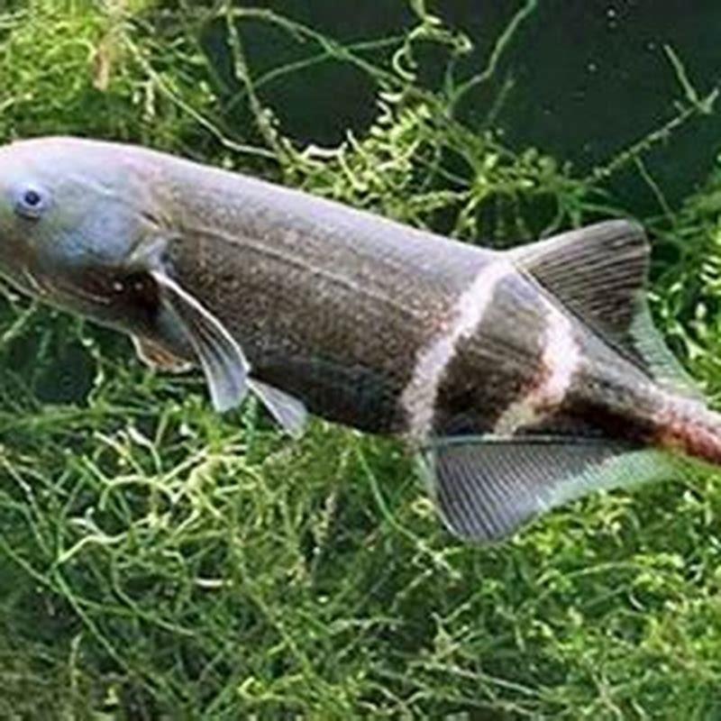 Do elephant nose fish eat shrimp?