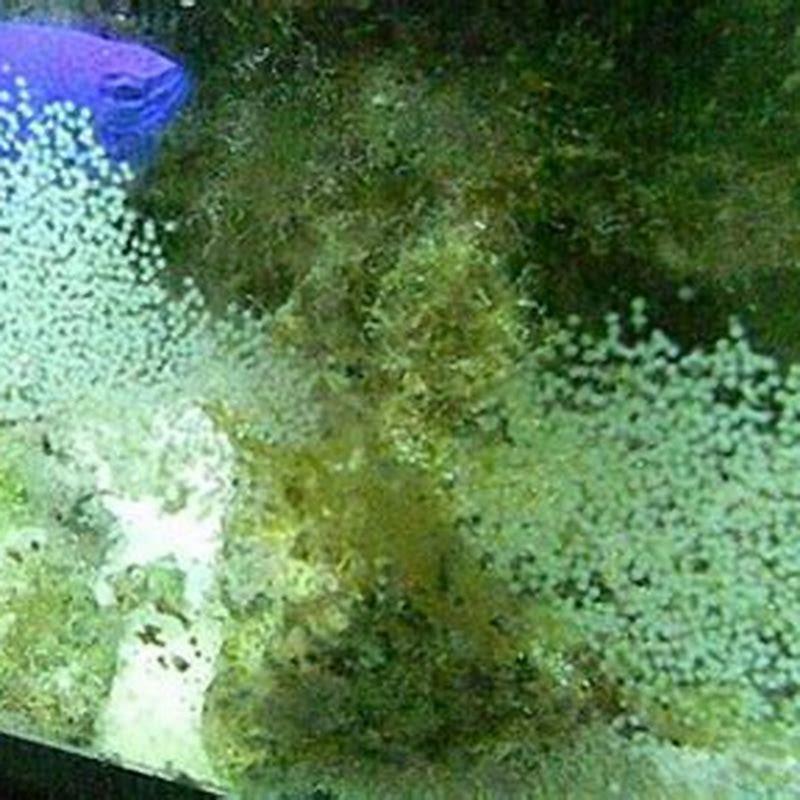 Do fish lay eggs on aquarium glass?