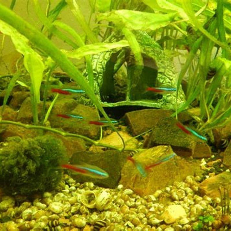 do-fish-prevent-algae-diy-seattle