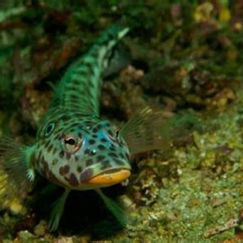 Do Gobies Eat Algae DIY Seattle Do Gobies Eat Algae DIY Seattle