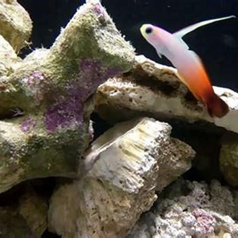 Do gobies live in saltwater?