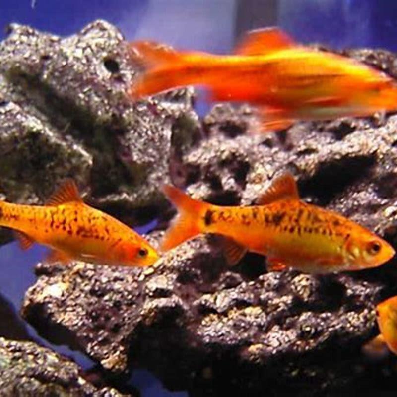 Do gold barbs need a heater?