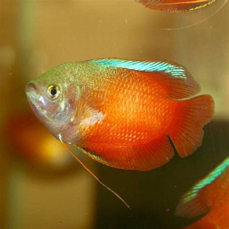 Do gouramis like floating plants?
