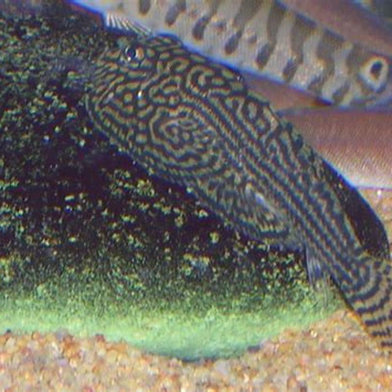 Do hillstream loaches need to be kept in groups?