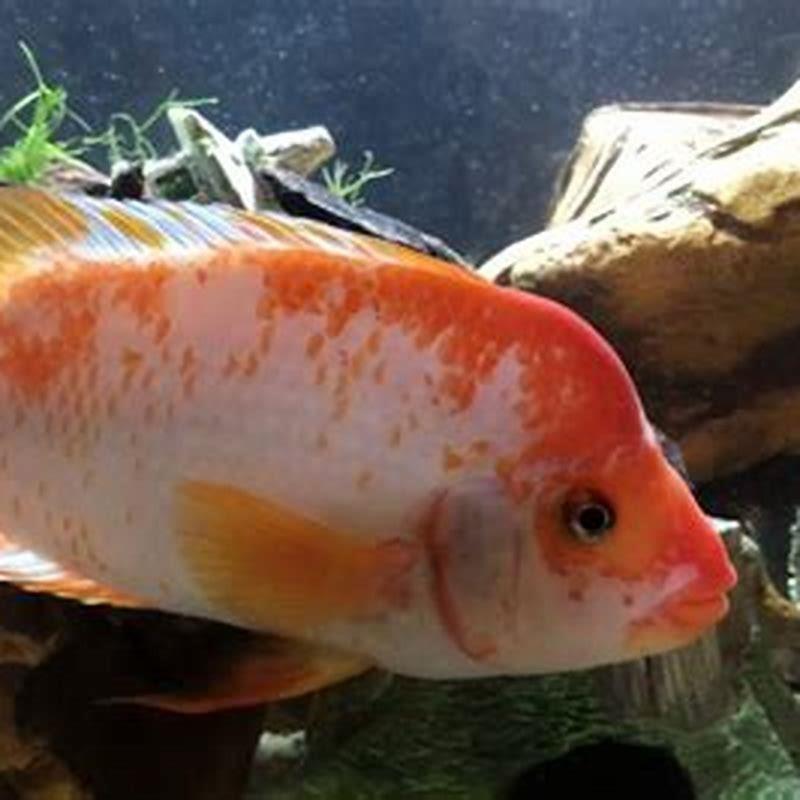 Do Jaguar cichlids bite?