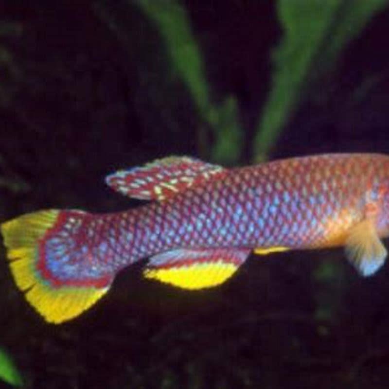 Do killifish need a air pump?
