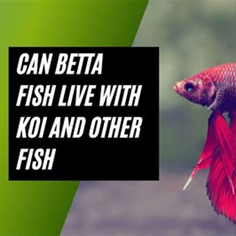 Do Koi Eat Bananas DIY Seattle