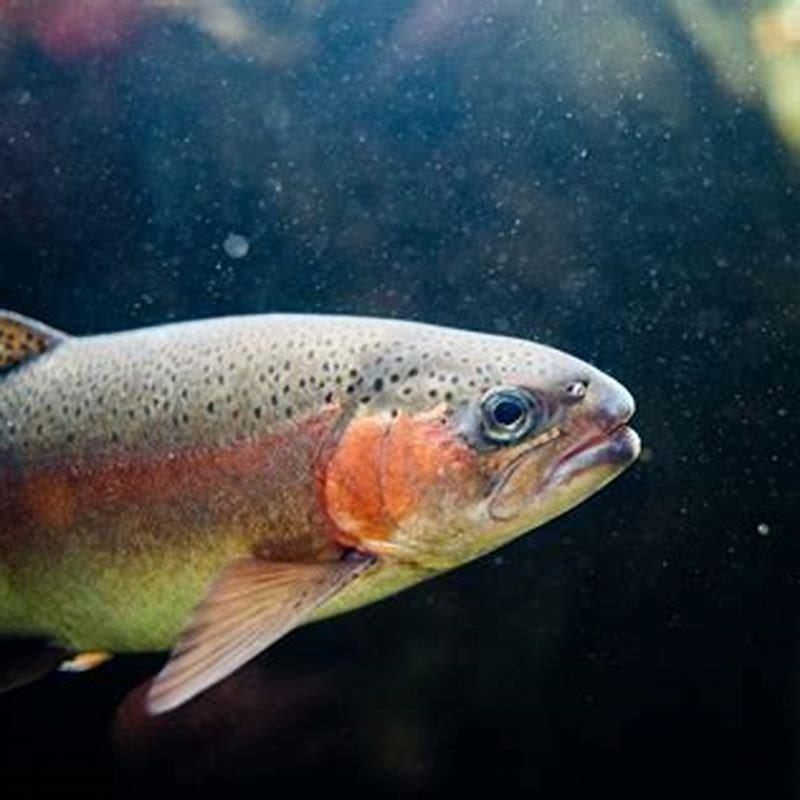 Do lungfish eat other fish?