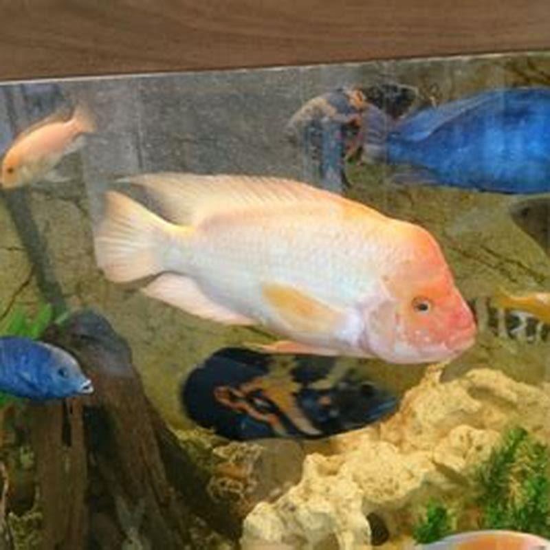 do-malawi-cichlids-bite-diy-seattle