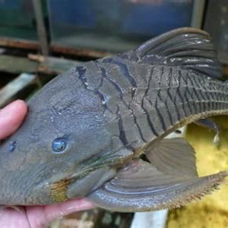Do my fish eat algae?