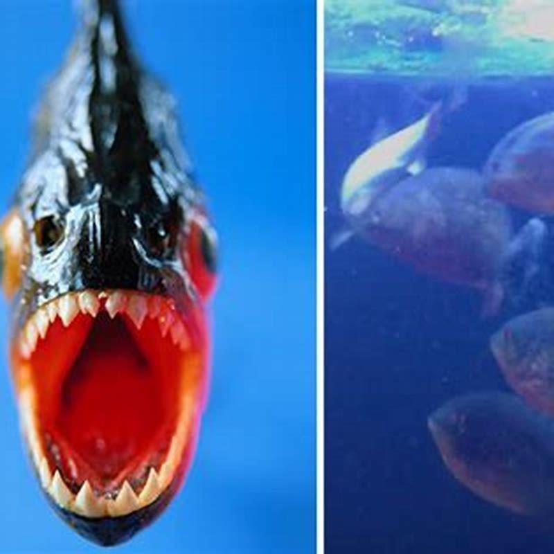 Do piranhas attack other fish?