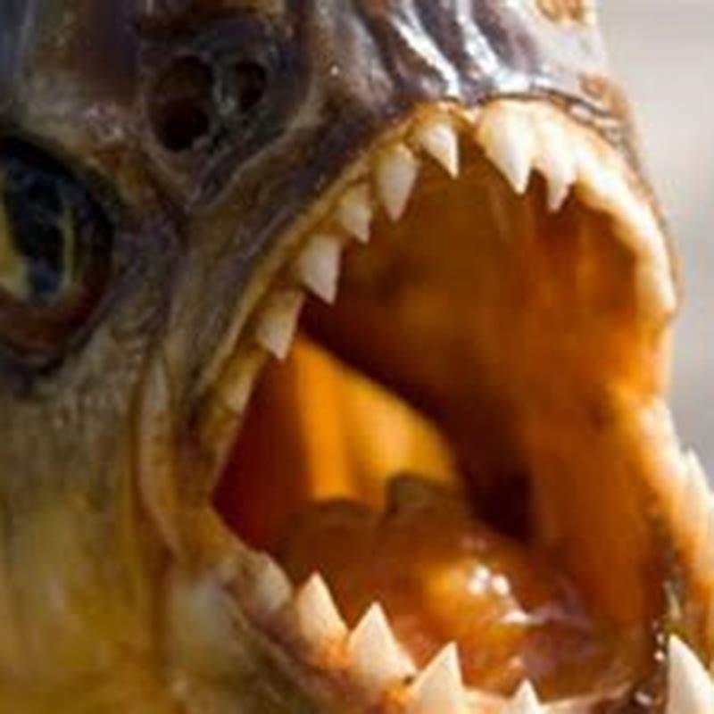 Do piranhas normally attack humans?