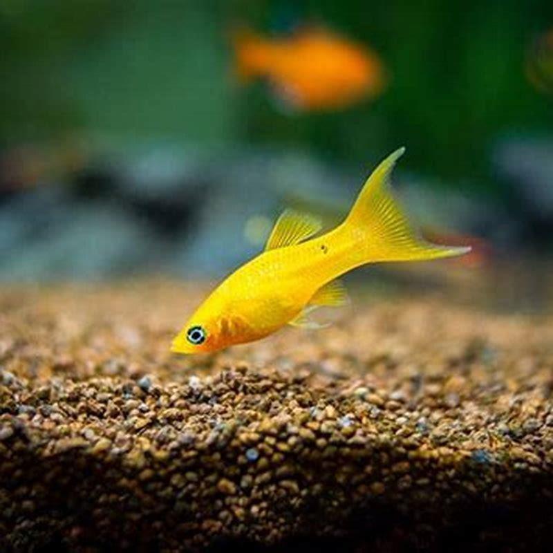 Do platys get along with other fish?