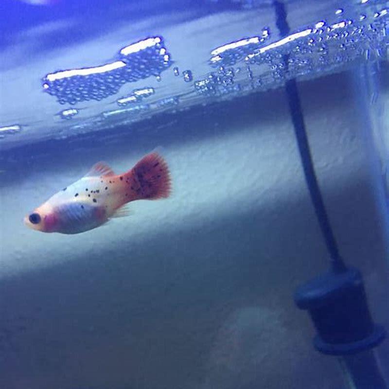 Do platys hide when they give birth?