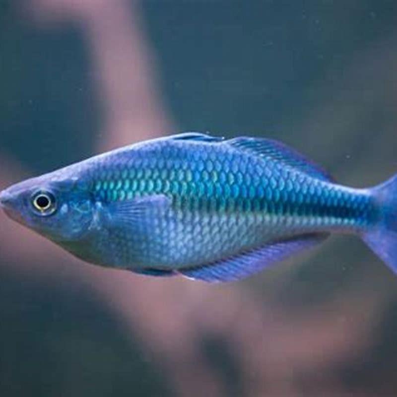 Do rainbow fish need live plants? - DIY Seattle