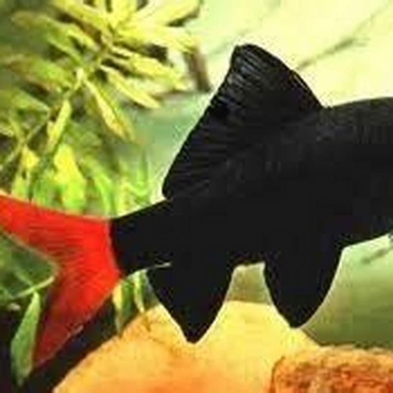 Do red tail sharks get lonely?