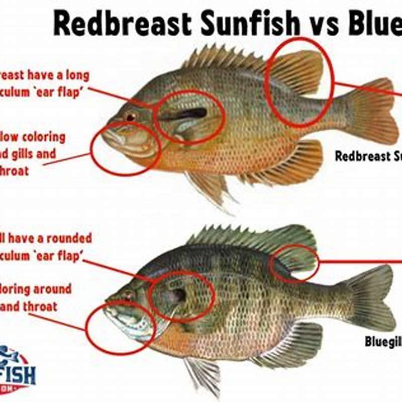 Do redbreast sunfish have teeth?
