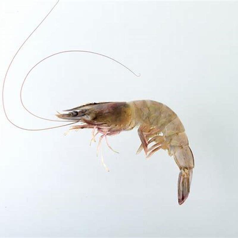 Do Rope Fish Eat Shrimp DIY Seattle do-rope-fish-eat-shrimp-diy-seattle