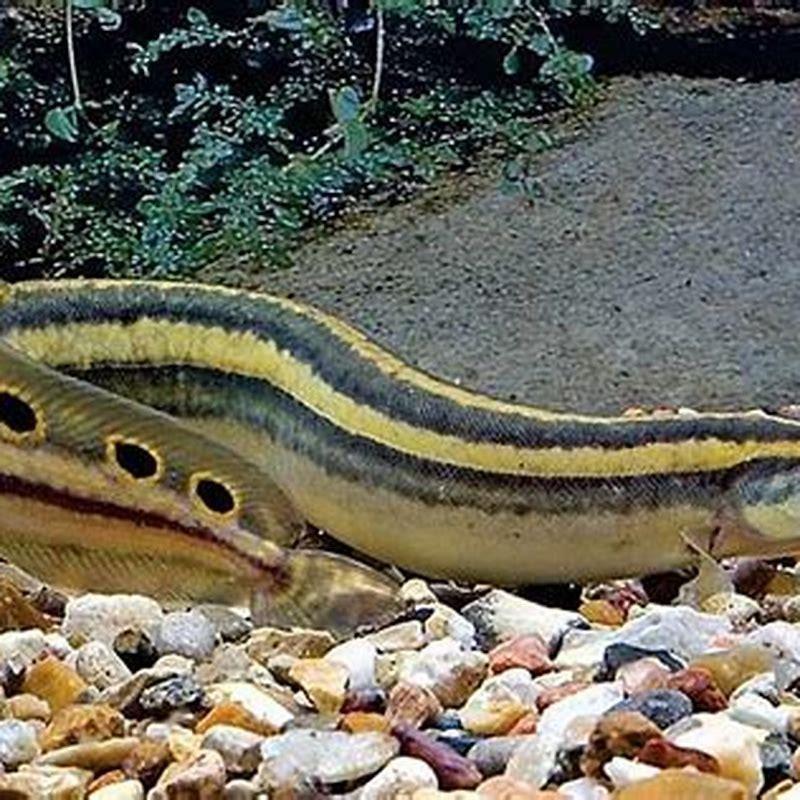 Do Ropefish eat snails?