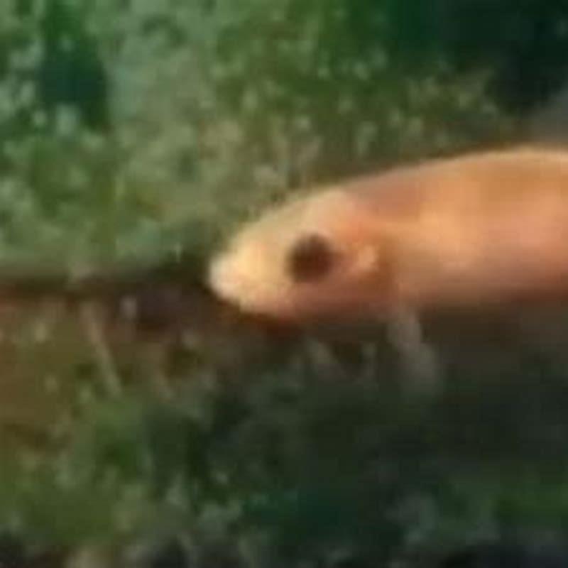 Do tench clean your pond?