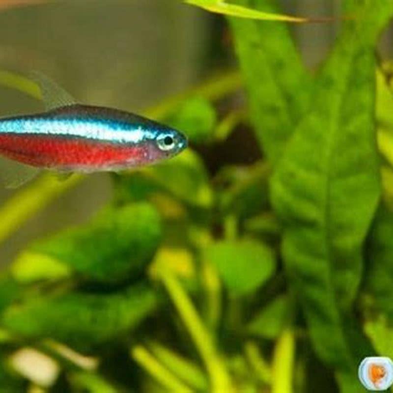 Do Tetra Fish Need Light At Night DIY Seattle
