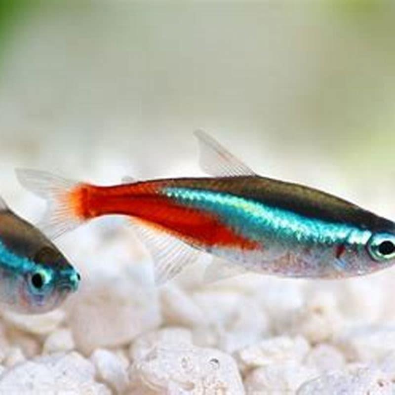 Do tetras need to be in groups?