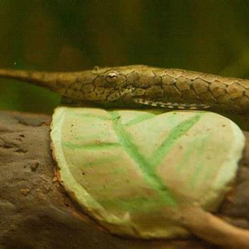 do-whiptail-catfish-eat-algae-diy-seattle